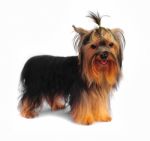 Cute Yorkshire Terrier Stock Photo