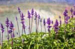 Blue Salvia Plant Stock Photo