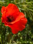 Poppies Flowering In Ronda Spain Stock Photo