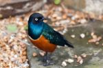 Superb Spreo Starling (lamprotornis Superbus) Stock Photo