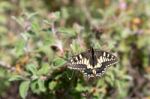 Close-up Of A Swallowtail Butterfly In Tuscany Stock Photo