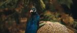 Beautiful Colourful Peacock Outdoors In The Daytime Stock Photo