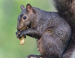 Image Of A Funny Black Squirrel Eating Nuts Stock Photo