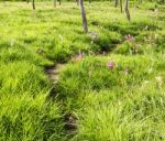 A Walk Way In Siam Tulip Field Stock Photo