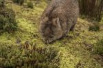 Adorable Large Wombat During The Day Looking For Grass To Eat Stock Photo