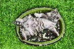 Baby White Tiger Laying In A Mattress Stock Photo