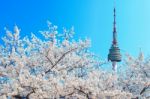 Seoul Tower And Pink Cherry Blossom, Sakura Season In Spring,seoul In South Korea Stock Photo