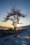 Lone Tree  In Winter Stock Photo