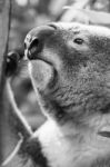 Koala In A Eucalyptus Tree. Black And White Stock Photo