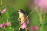 Birds In Nature Stock Photo