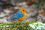 Male Orange Headed Thrush Stock Photo