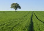 One Tree Green Field Stock Photo