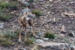 The Iberian Wolf Stock Photo