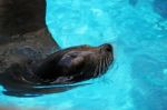 Seal Swimming On The Water Stock Photo