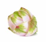 Siam Tulip Flower Isolated On White Background Stock Photo