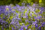 Bluebells Stock Photo