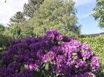 Nature And Flowers In The Park Stock Photo