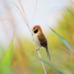 Spot-breasted Parrotbill Stock Photo