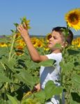 Kid And Sunflowers Stock Photo