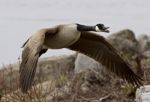 Beautiful Isolated Photo Of A Flying Canada Goose Near The Shore Stock Photo