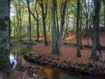 Scenic View Of The Ashdown Forest In Sussex Stock Photo