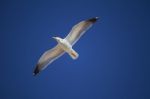 Seagull Flight Stock Photo