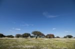 Spring Landscape In Alentejo Stock Photo