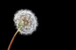 Dandelion Seeds Stock Photo