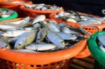 Fresh Mackerel Fishes In The Plastic Basket For Sale Stock Photo