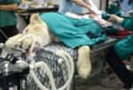 Veterinarian Performing An Operation On A Lion Stock Photo