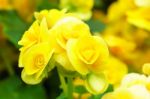 Yellow Begonia Flower In Garden Stock Photo