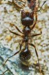 Ant Outside In The Garden Stock Photo