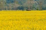 Yellow Flower Garden Stock Photo