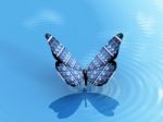 The Solar Cell Butterfly Stock Photo