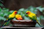 Sun Conure Stock Photo