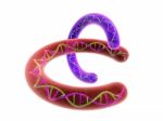 Chromosome And Dna Stock Photo