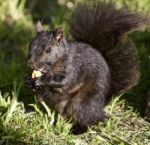 Beautiful Photo Of A Cute Black Squirrel Stock Photo