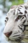 White Bengal Tiger Face Stock Photo