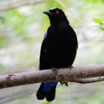 Asian Fairy Bluebird Stock Photo