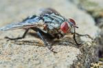 Gray Fly Stock Photo