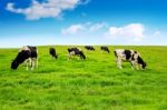 Cows On A Green Field And Blue Sky Stock Photo