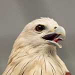 Brahminy Kite Stock Photo