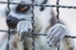 Hand Animal In Cage Stock Photo