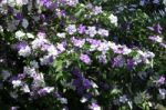 Closeup Of Brunfelsia Uniflora Flower Stock Photo