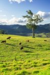 Country Cows Stock Photo