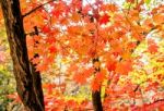 Maple In Autumn In Korea Stock Photo