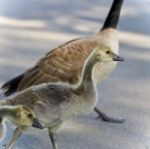 Postcard With A Cute Chick Of Canada Geese Stock Photo