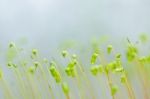 Fresh Moss In Green Nature Stock Photo