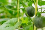 Small Japan Melon (honeydew Melon) In Farm Stock Photo