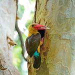 Male Brown-winged Kingfisher Stock Photo